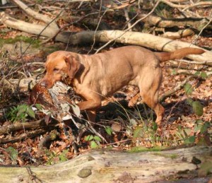 Delivery problems possessive gundog