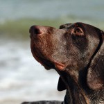 What does ‘punishment’  mean to a clicker gundog trainer