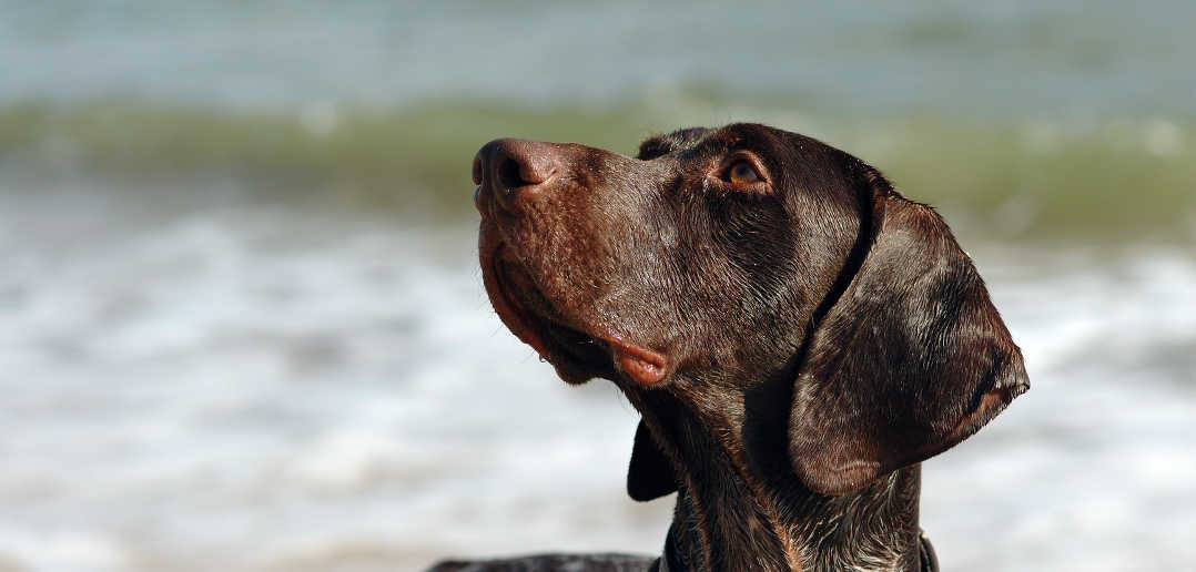 what-does-punishment-mean-to-a-clicker-gundog-trainer-totally-gundogs