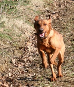 clicker training for gundogs