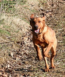 clicker training for gundogs