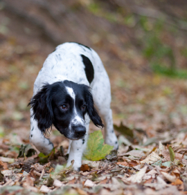 quartering for working spaniels