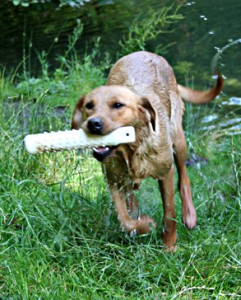 gundog temperament and delivery