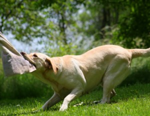 should you play tug with your gundog?