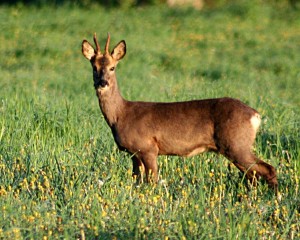 Deer stalking in the UK