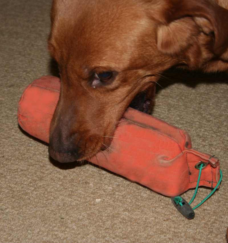 Clicker Retrieve Part Two Totally Gundogs