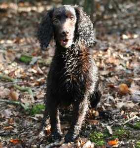 Gundog lessons from professional trainer