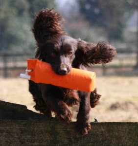 The Gundog Club for gundog training