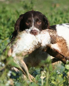 Breeders of health tested working spaniels