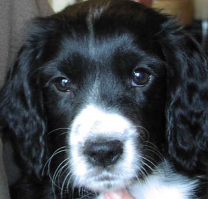 Health Testing Spaniels