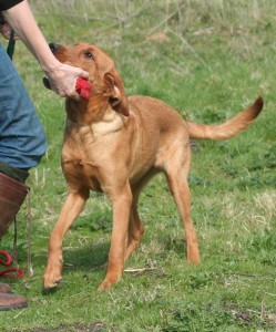 gundog delivery of dummy