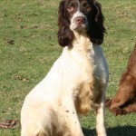 The trouble with springers: Part Two