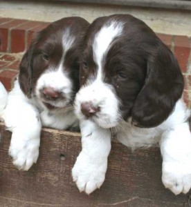 docking docked spaniels legally springers tails exemption england