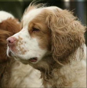 Working Clumber Spaniel