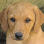 How to avoid noise in a gundog puppy