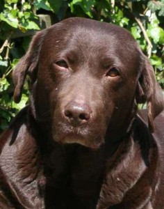 The Labrador Retriever