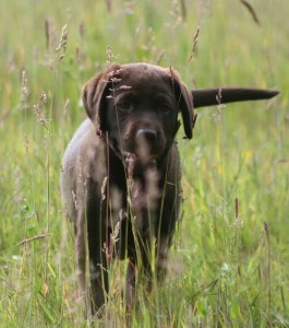 puppy-socialisation-begins-265x300