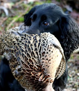 Clicker gundog