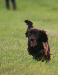 Clicker training at a distance