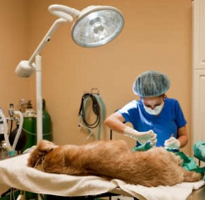 working dogs veterinary bills