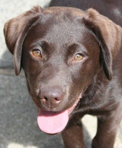 clicker gundog puppy