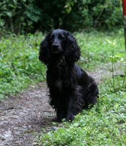 collapsing spaniels 