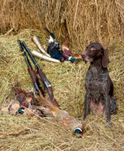 choosing your gundog, which type