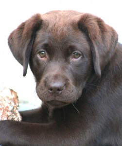 My chocolate Labrador