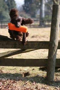 Cocker spaniel jumping gate