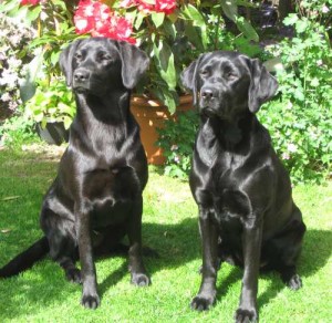 Working retrievers