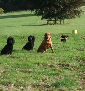 sprinting for gundogs