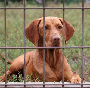 should you kennel a gundog