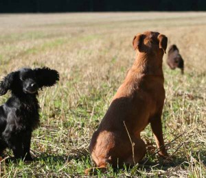 Gundog Training on the Stubble