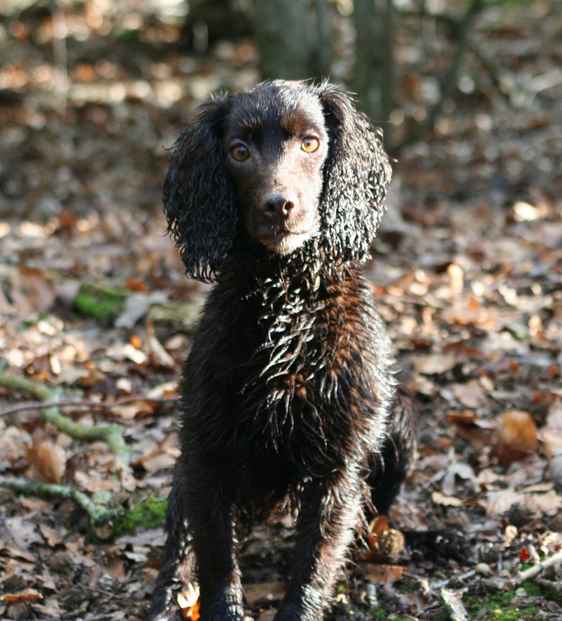 The Working Cocker Spaniel Totally Gundogs