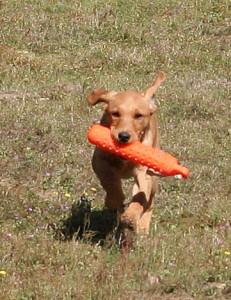 Fox red labrador puppy retrieving