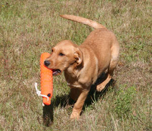 Puppy retrieve