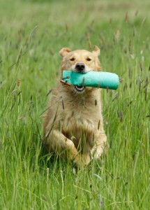 Are gundog trainers in a rut