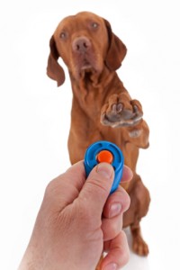 does-clicker-training-work