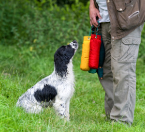 gundog club tests, are they easy?