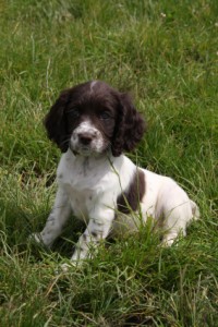 puppy guidelines for working gun dogs