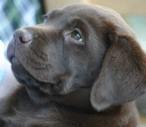 right start for your gundog puppy