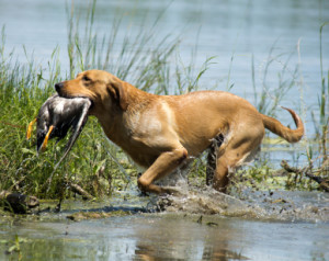 all about retrieving