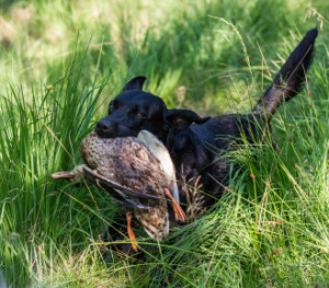 blind retrieving for gun dogs