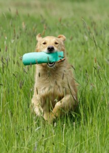 First steps in retrieving