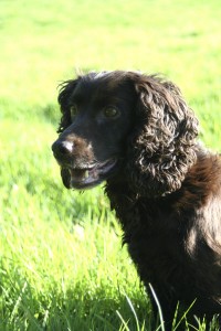 graded training gun dogs