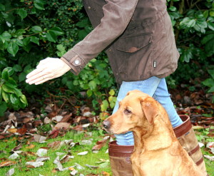 casting and lining retrievers