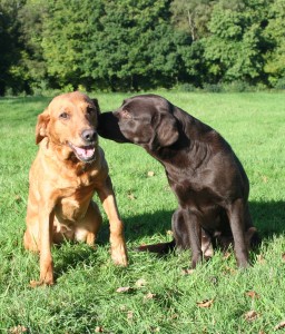 two labradors