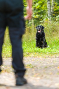 building the stay gundog training