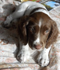 getting your first gun dog