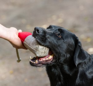 gundog grades